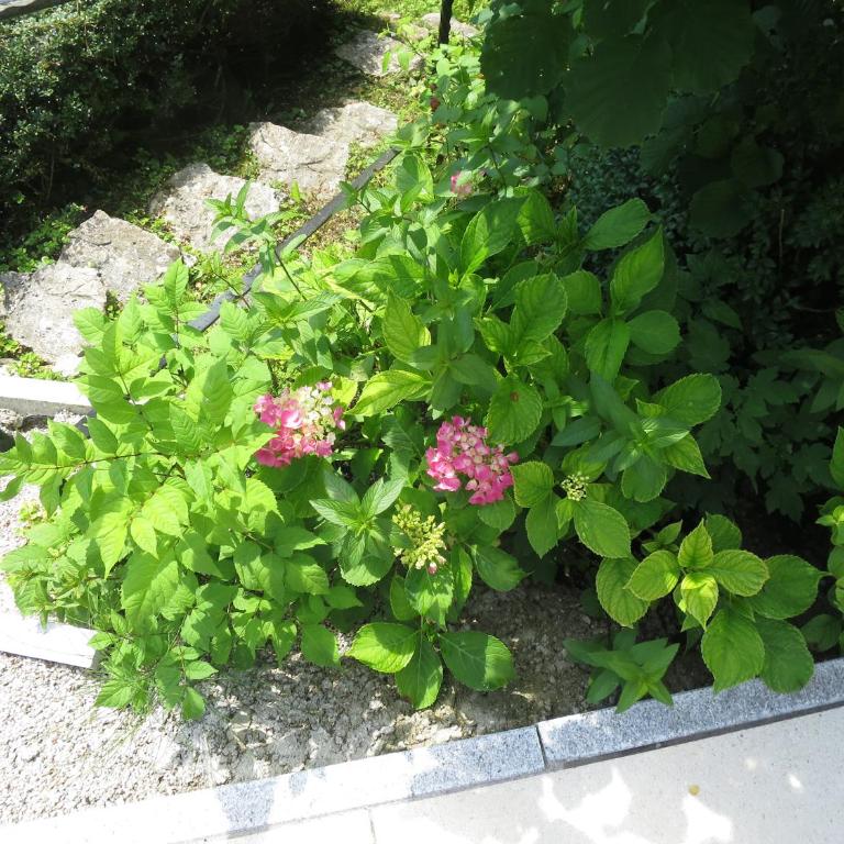 Haus Aschau - Apartment - 29