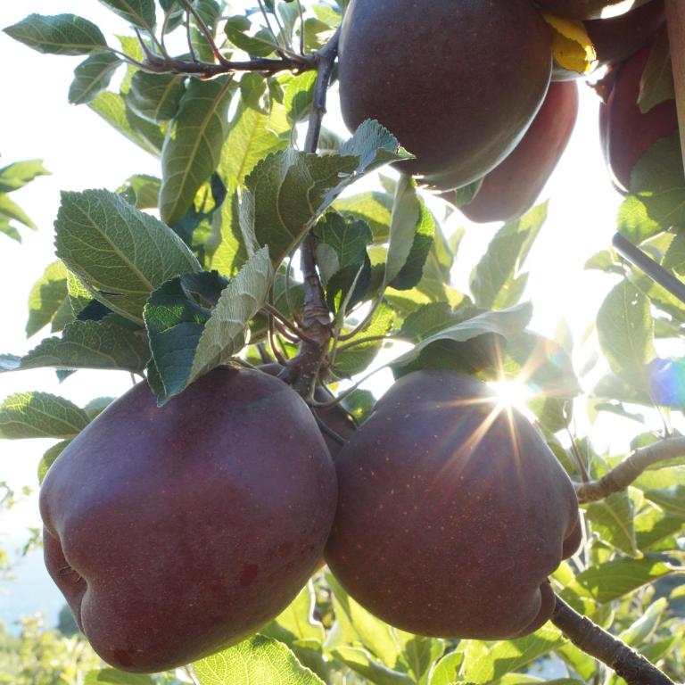 Grumserhof - Appartamento con 1 Camera da Letto - 28