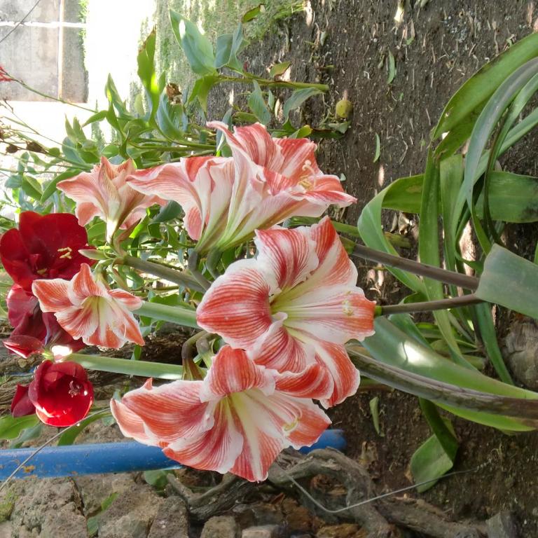 Finca La Gaviota - Los Limoneros - Casa de 4 dormitorios - 36