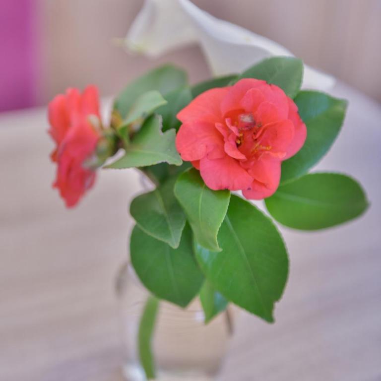 Apartmani Cupic - Apartman sa 1 Spavaćom Sobom - 8