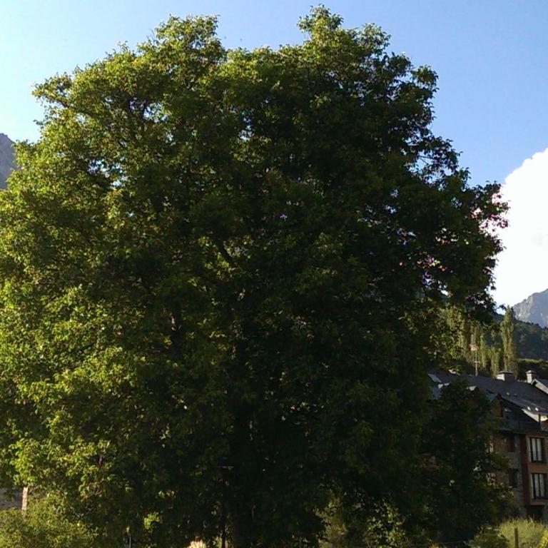 Apartamento en Sallent de Gallego - Apartment - 6