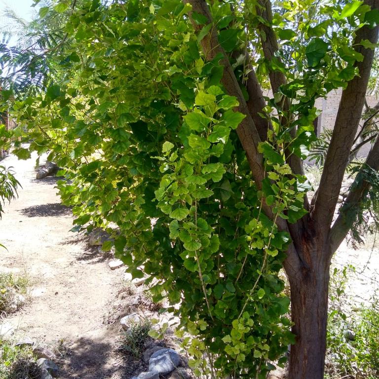 Apapachar - Casa - 8