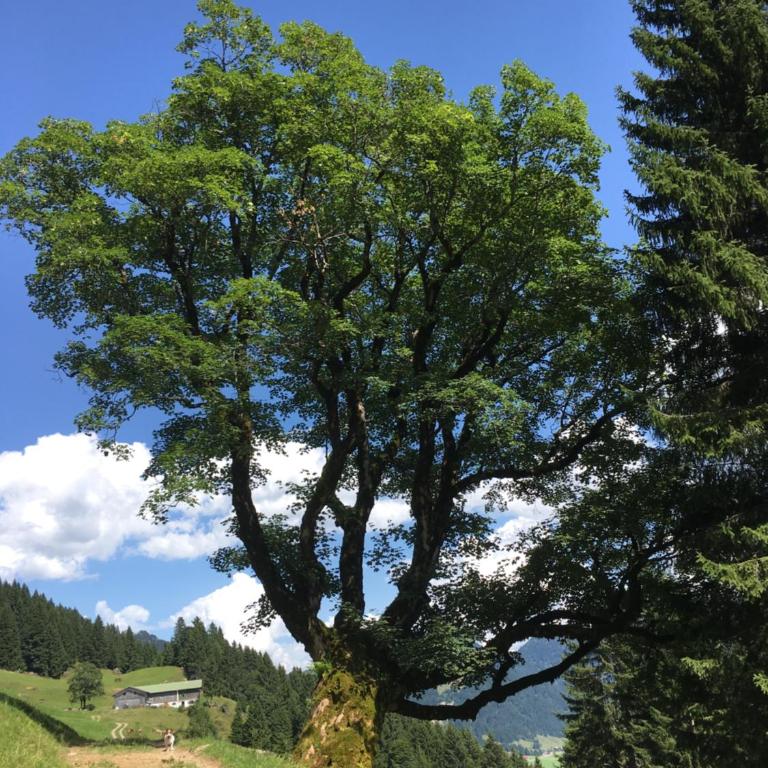 Gemütliche Ferienwohnung Bergwiese, 2-Raum, separates Schlafzimmer, schönen Balkon oder Terrasse, Komfort Ausstattung, ruhige Südlage, kostenfrei WLAN und schöne helle Sauna, Brötchenservice, Parkplatz, Hunde auf Anfrage, E-Tankstelle, Sonnenlage - Appartamento con Vista Montagna - 21