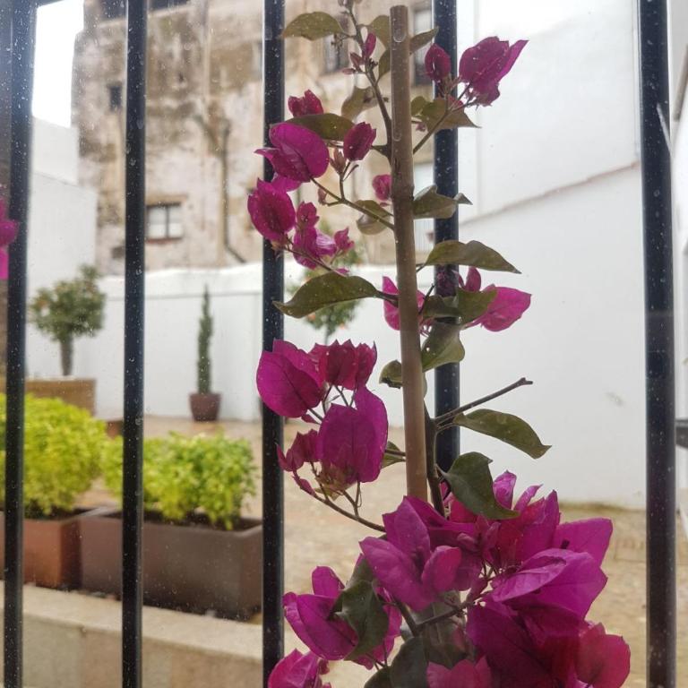 Casa Palacio Muñoz Chaves - Apartment - 13
