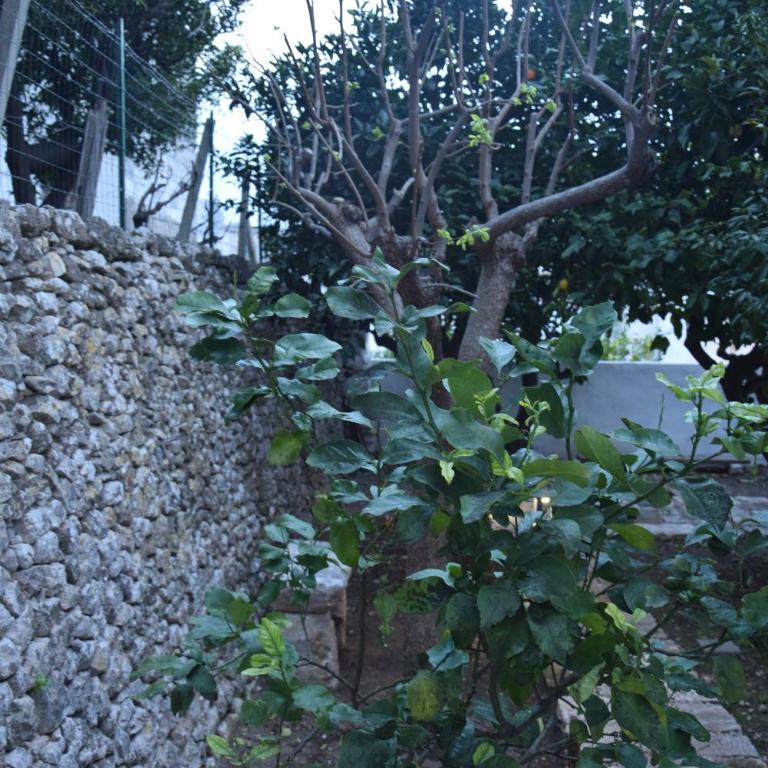 Dimora Le Zagare - Appartamento - 72