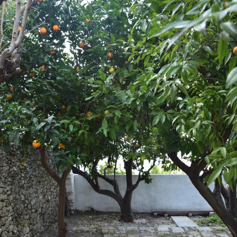 Dimora Le Zagare - Appartamento - 66