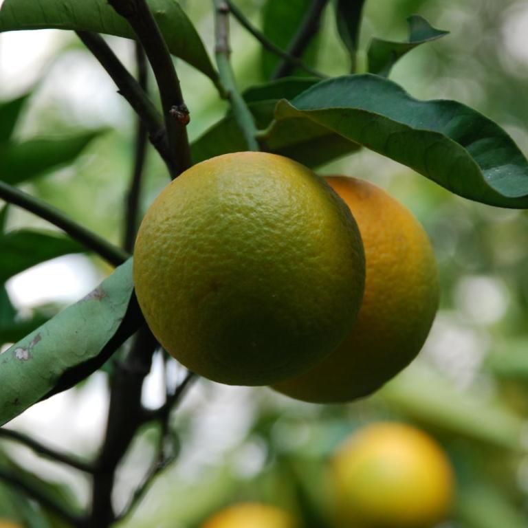 Dimora Le Zagare - Appartamento - 73