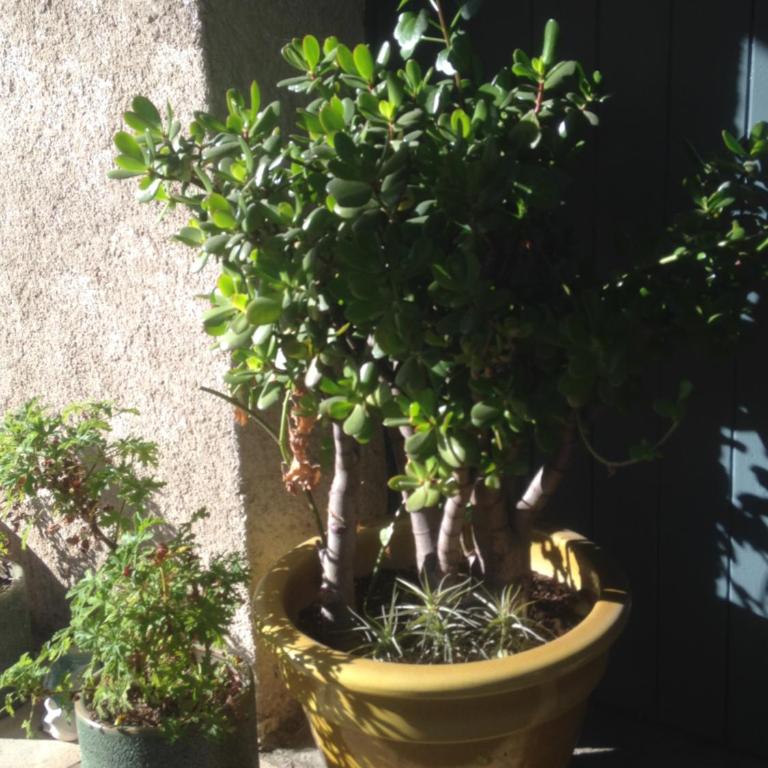 2 appartements calmes - Appartement - Vue sur Jardin - 16