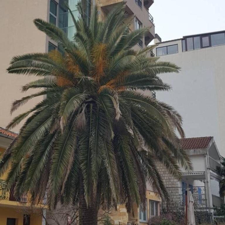 Apartman Centar Lux - Apartment - 11