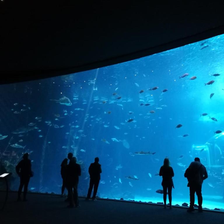 Las Canteras Aquarium - Apartamento de 2 dormitorios - 5