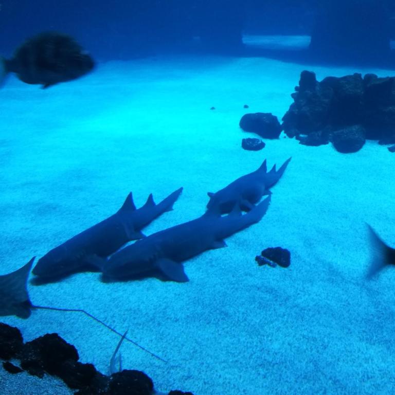 Las Canteras Aquarium - Apartamento de 2 dormitorios - 7