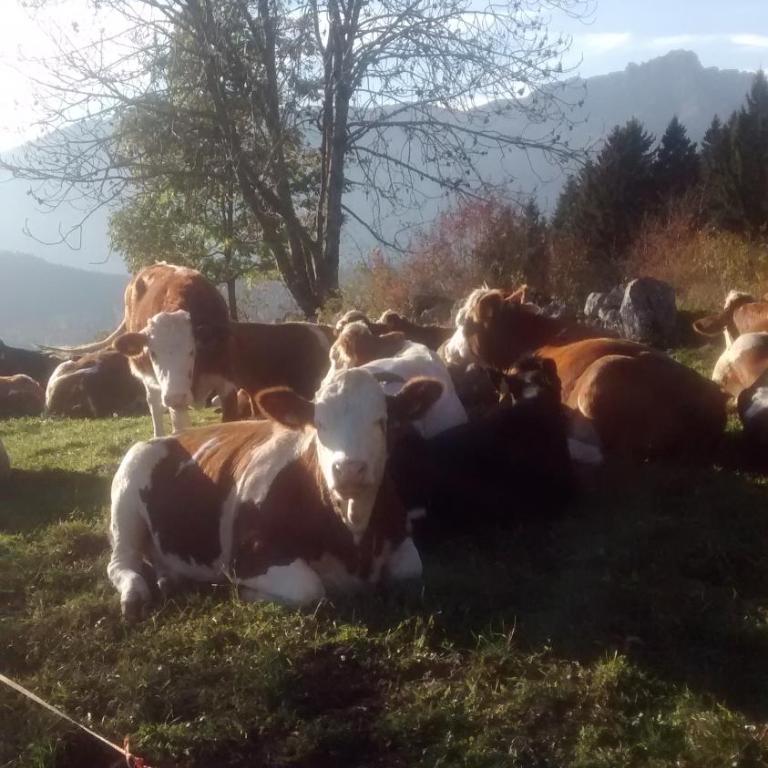Rosa dei venti - Appartamento con 1 Camera da Letto - 11