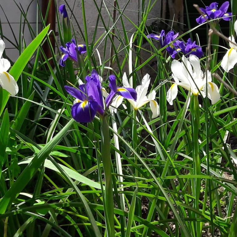 Il Giardino Degli Iris - Camera Matrimoniale con Vista Giardino - 5
