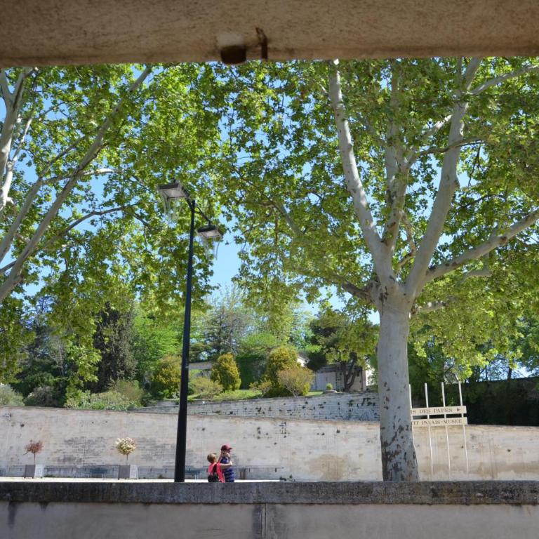 face au Palais des Papes - Appartement - 10