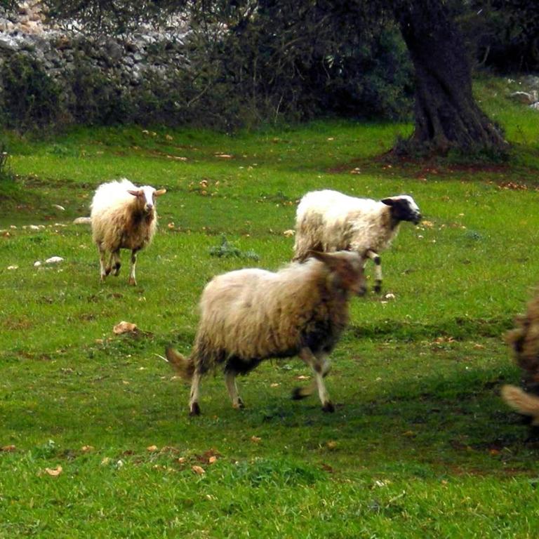 Dimora Le Zagare - Appartamento - 80