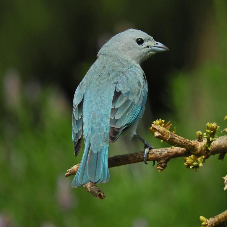 Viento Azul Guest House - One-Bedroom Apartment - 52