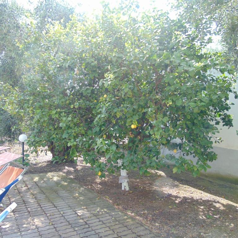Appartamento in villa con giardino Pizzomunno - Appartamento con 2 Camere da Letto - 56