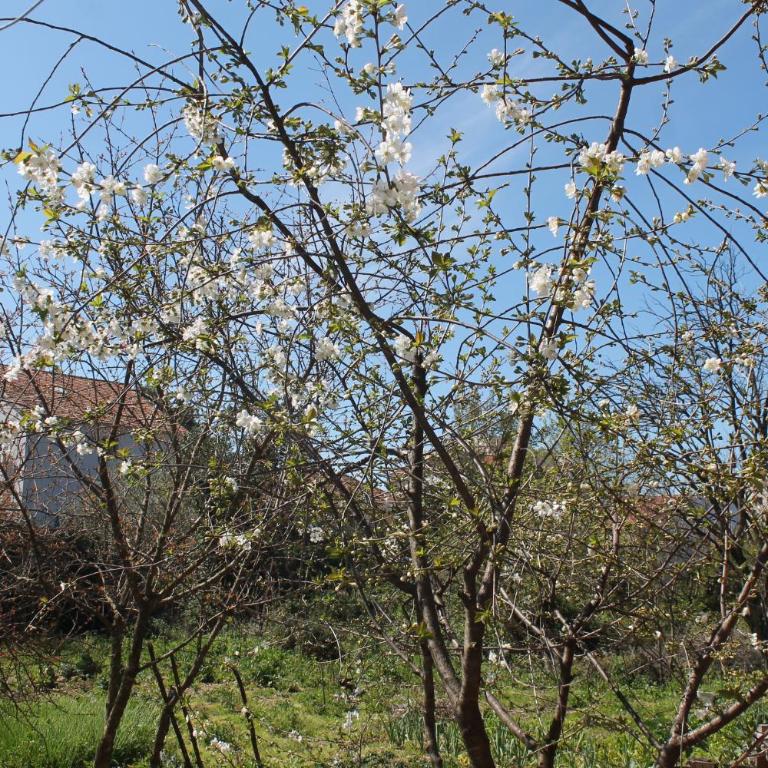 Sobe Tivat - Trokrevetna Soba sa Balkonom - 21