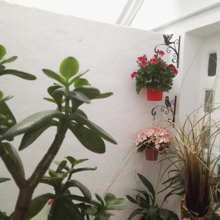 Apartamento La flor de Mayo - Apartamento - Planta baja - 18