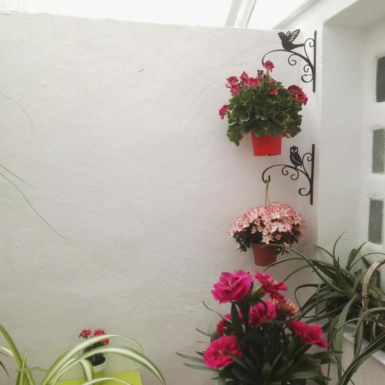 Apartamento La flor de Mayo - Apartamento - Planta baja - 16