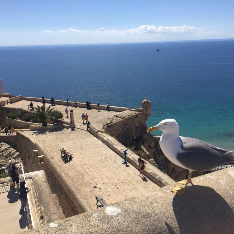 Apartamento centrico castillo s. Barbara - Apartment - 34