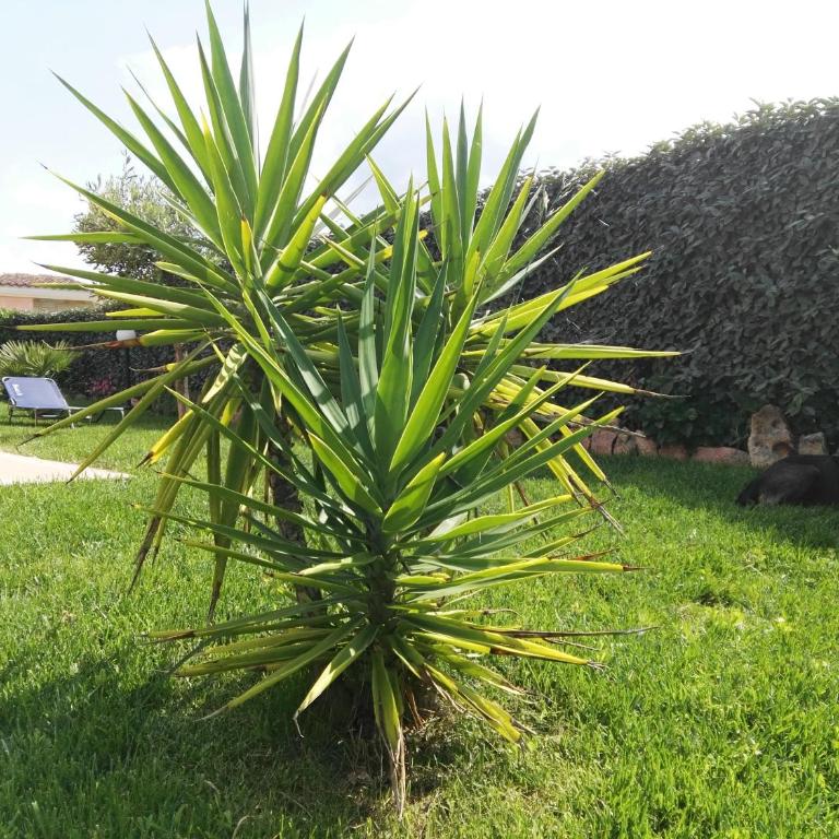 VILLA A 200 METRI DALLA SPIAGGIA - Casa Vacanze - 34