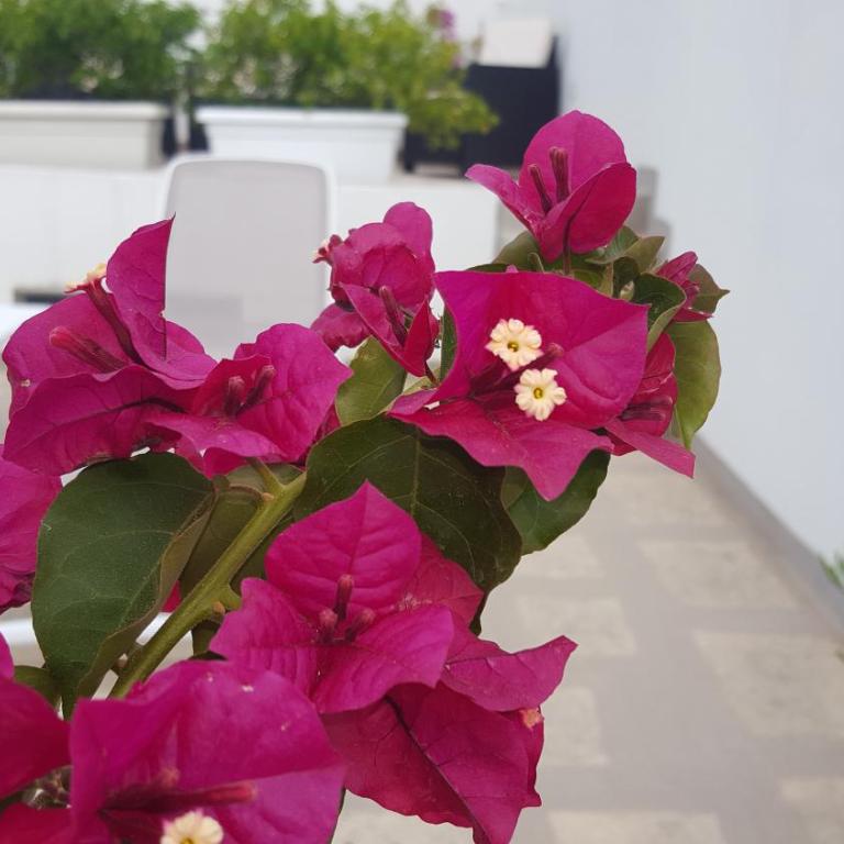 Torres Suite - Suite con Terrazza - 22