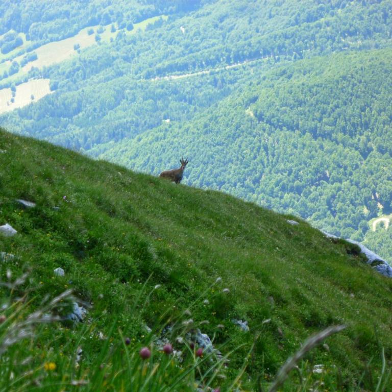 La Moraine - Appartamento - 10