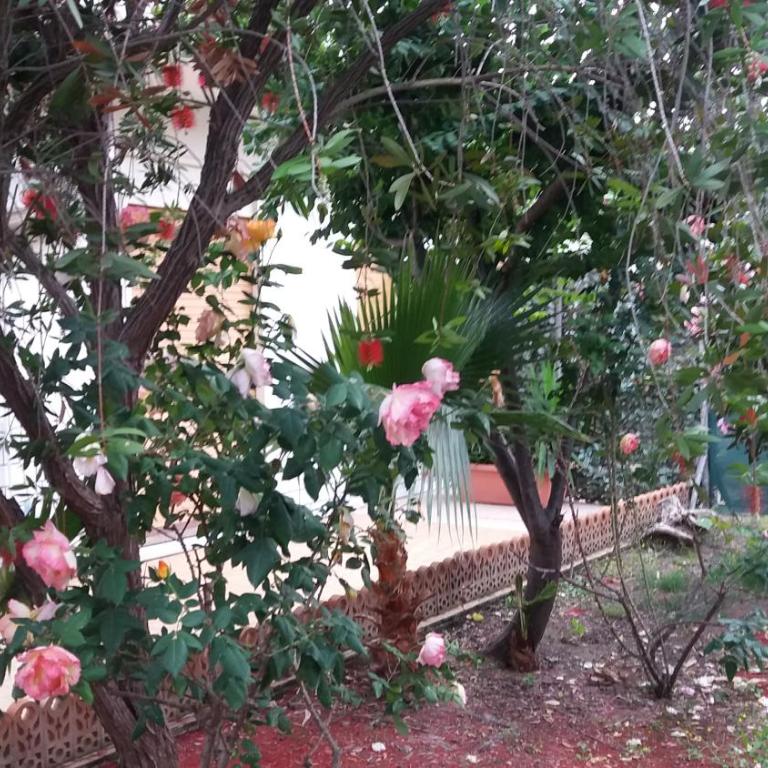 Casa Azzurra - Vacation Home - 13