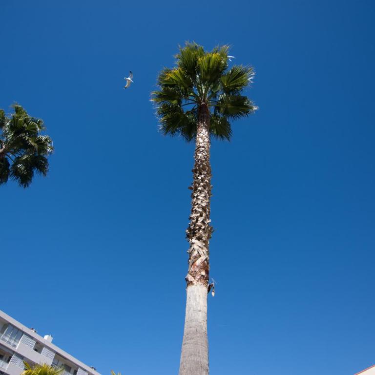 Le Parc Pointe Croisette - Appartement - 4
