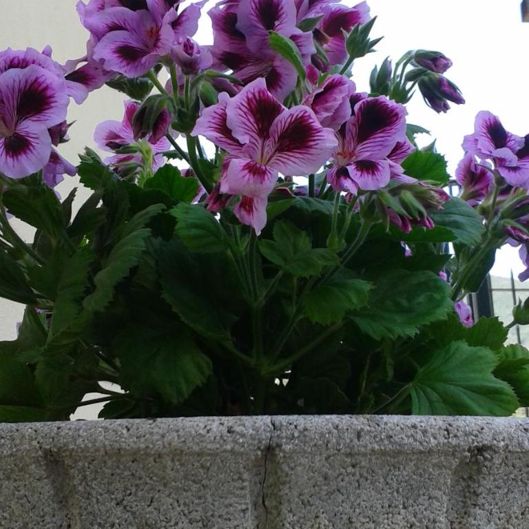 Appartamento Bellavista - Appartamento Standard - 8