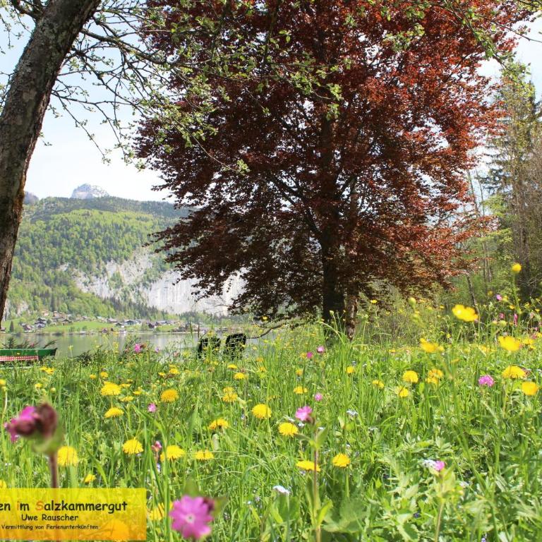 Haus Seeruhe - direkt am Grundlsee - Casa - 36