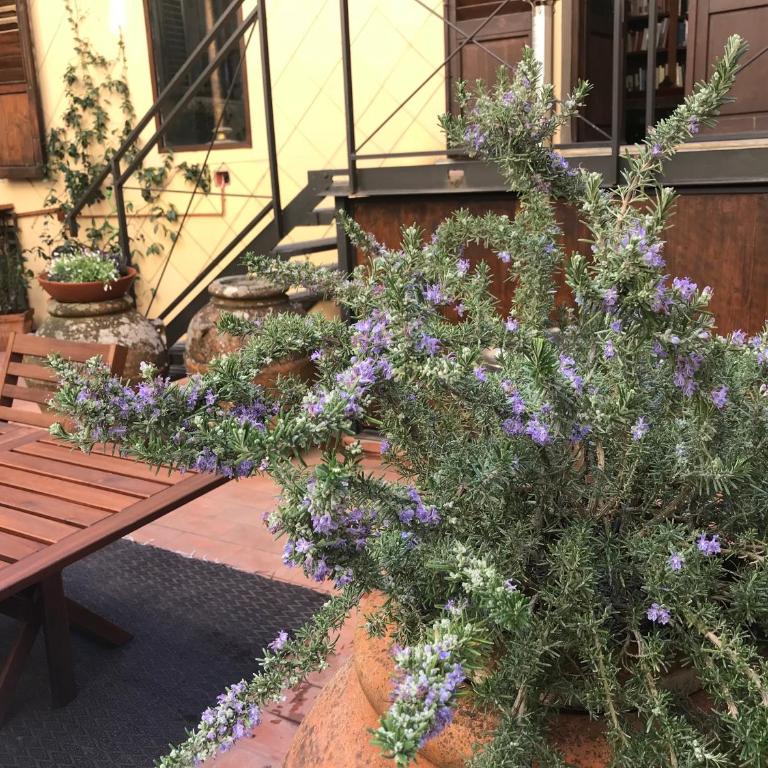 The Terrace in Santa Croce - Appartamento con Terrazza - 38