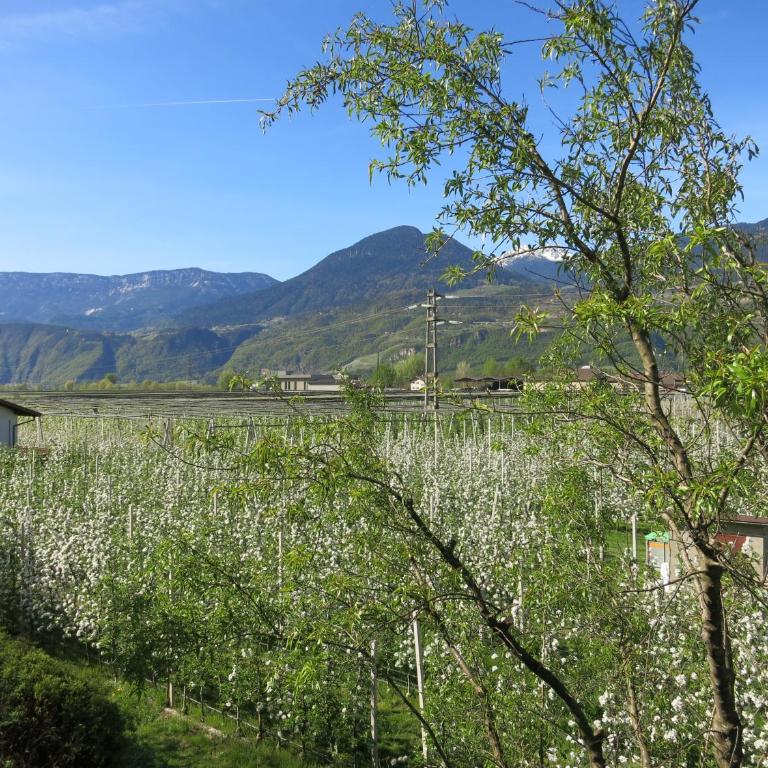Feldererhof - Appartamento con 1 Camera da Letto - Balcone Sud-Ovest - 14