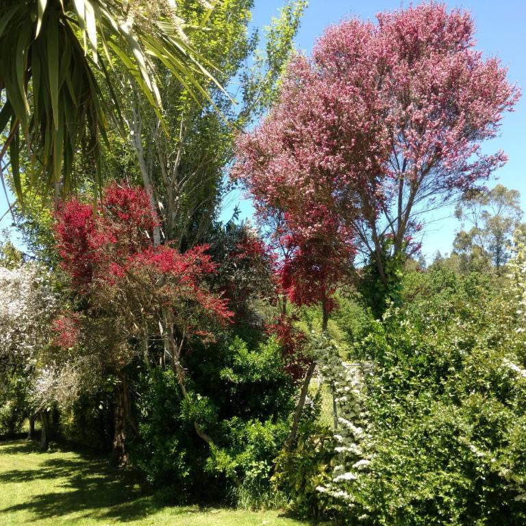 Os Salguieiros (the Willows) - Casa - 31