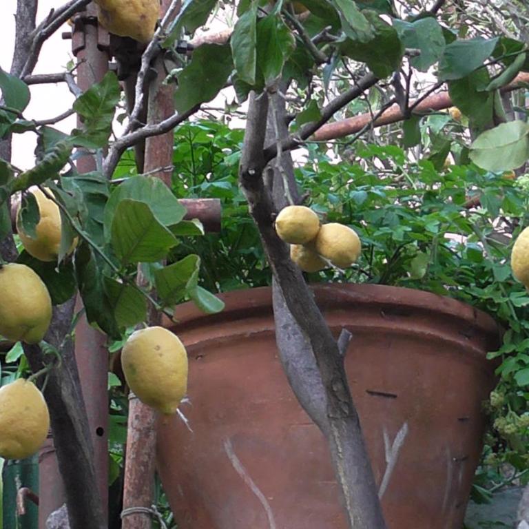 Il Golfo e i Limoni - Appartamento - 9