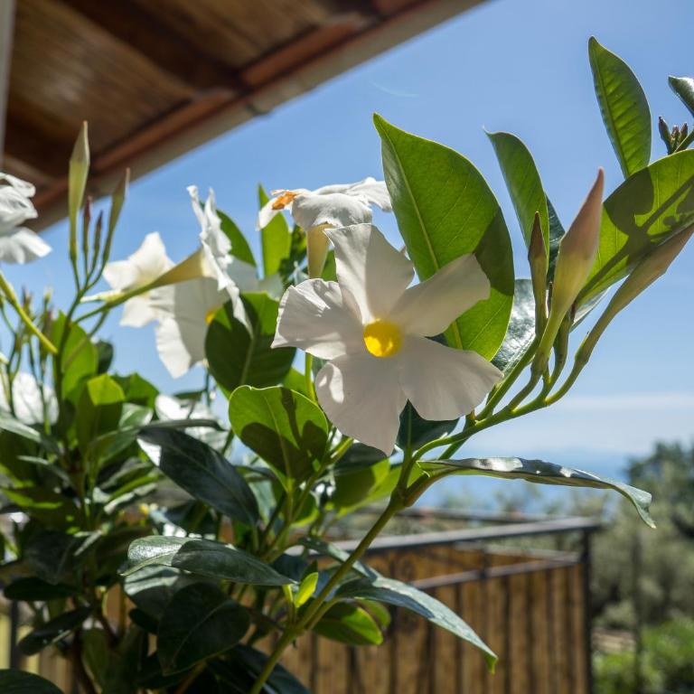 Casa Il Negrito - Casa Vacanze Superior - 7