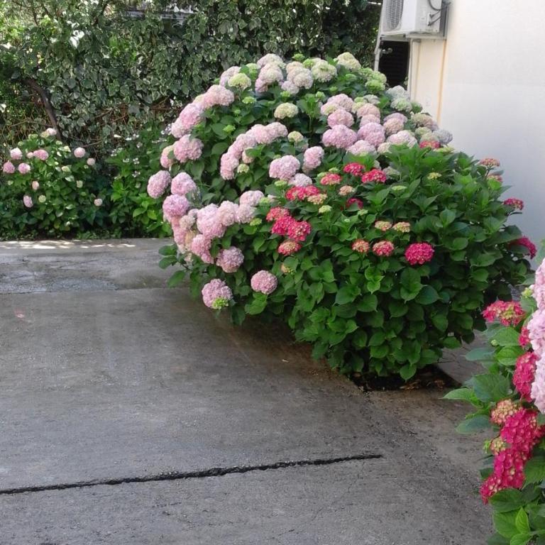 Apartments Ratković - Apartman s 1 Spavaćom Sobom (3 Odraslih) - 1