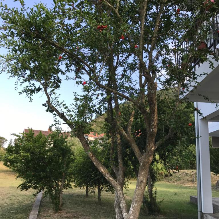 Apartmani Dragana - Apartment with Balcony - 9