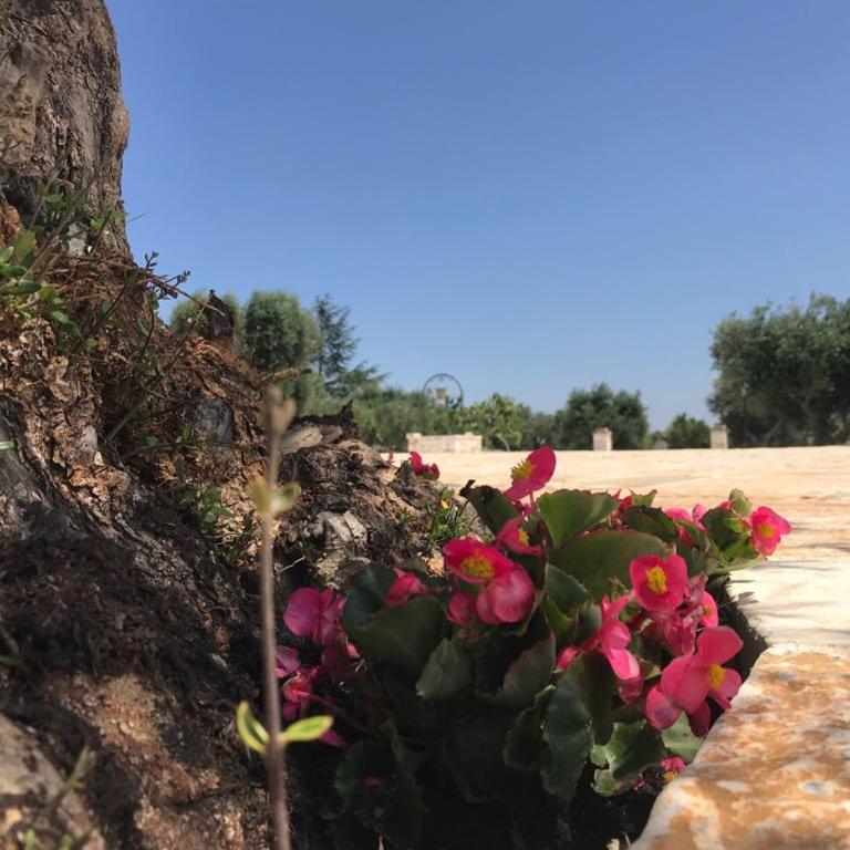 Trulli da Lalli - Villa con Vista Giardino - 42