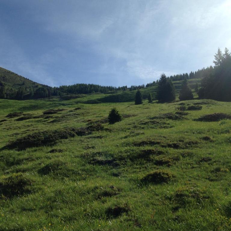 il bosco in casa - Appartamento - 23