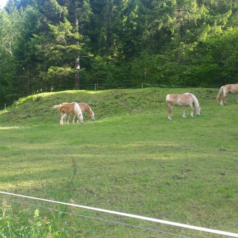 il bosco in casa - Appartamento - 35