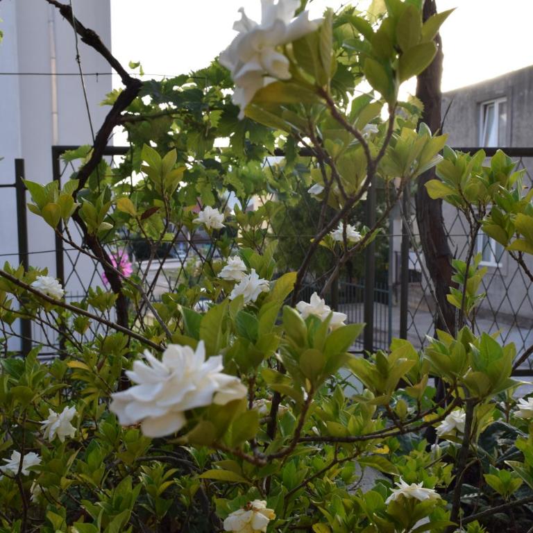 Apartment S&M - Apartman sa Pogledom na Vrt - 10