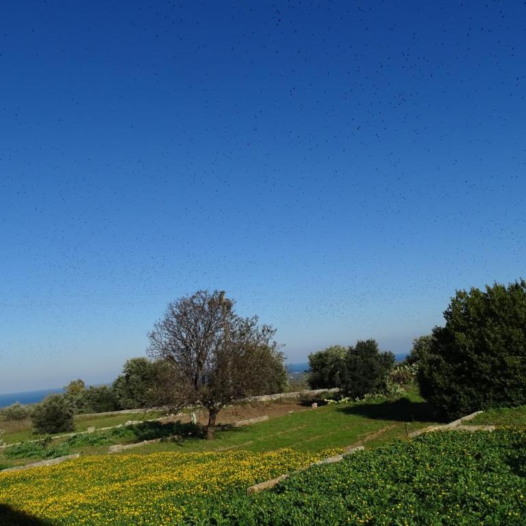Il Fico d'India dell'Antico orto - Casa Vacanze - 7