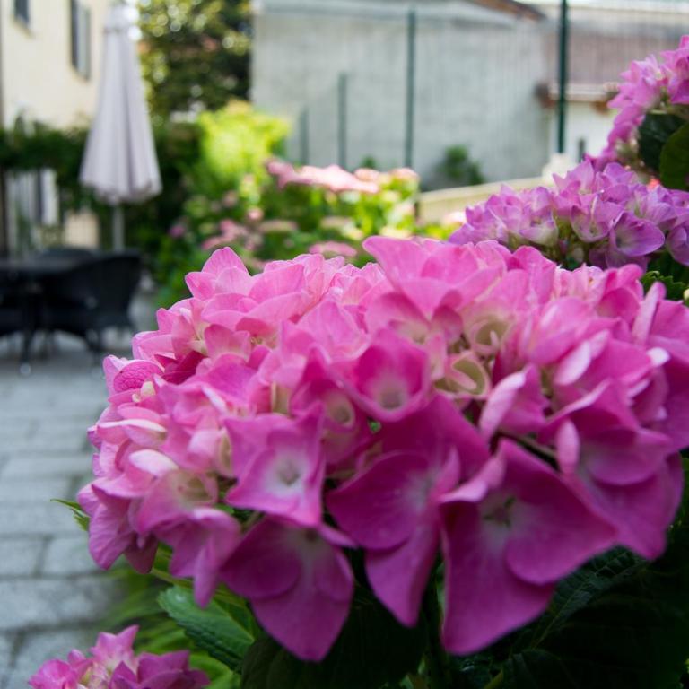 Giardino delle Ortensie - Appartamento con Terrazza - 16