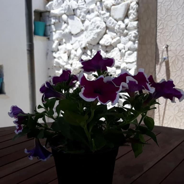 VILLINO DOLORES 30 MT MARE - Casa Vacanze - 32