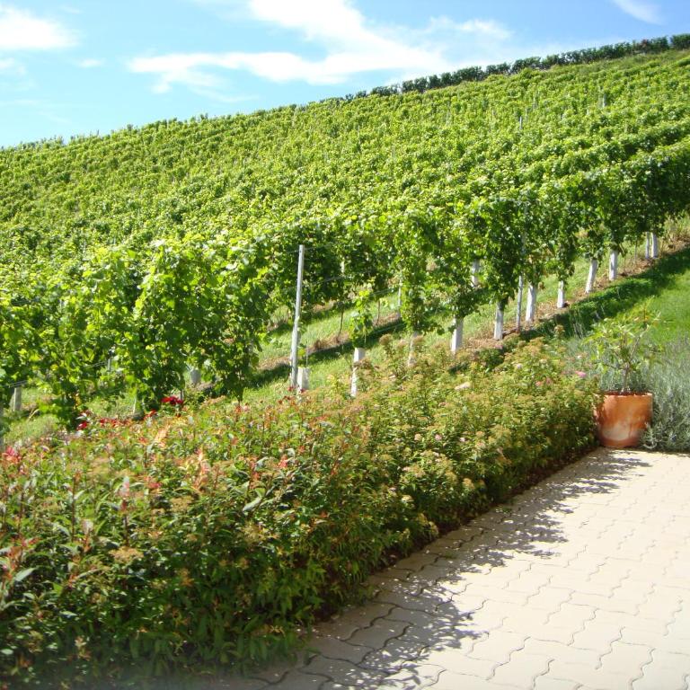 Ferienhaus Weingut Bauer - Vacation Home - 6