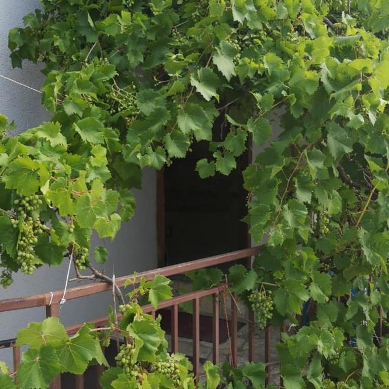 Villa Palma Ceoce - Apartman - Prizemlje - 4