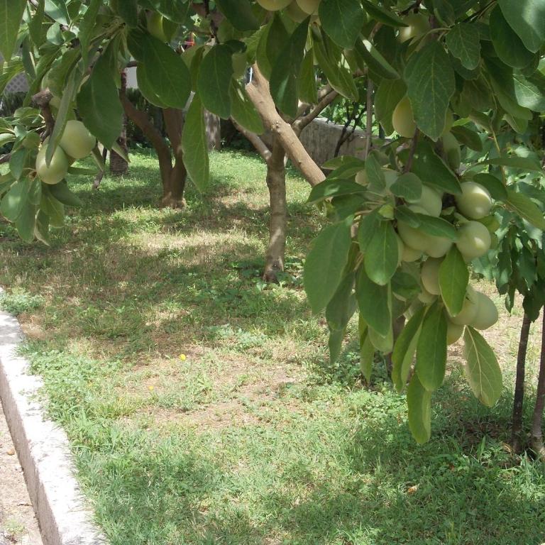 Apartment Jelaca - Standardni Apartman - 39