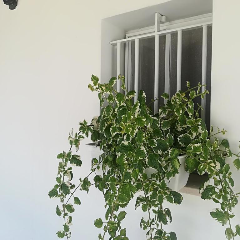 Il Sogno Apartments - Apartment mit Gartenblick - 11